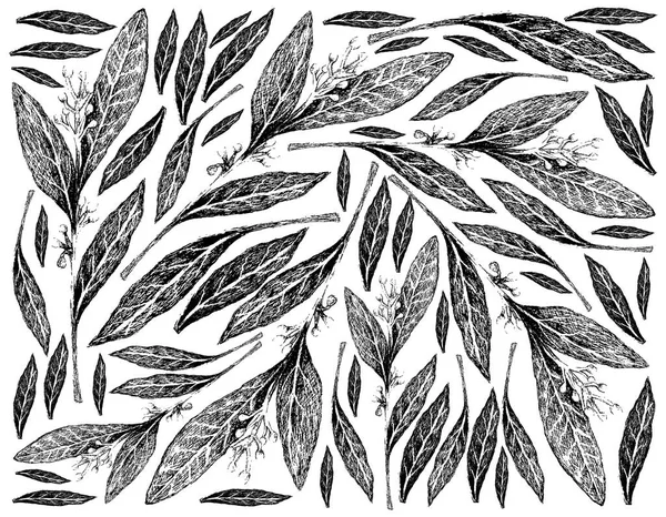 Rośliny Ziołowe Ręcznie Rysowane Ilustracja Tło Fresh Bay Laurel Roślin — Wektor stockowy