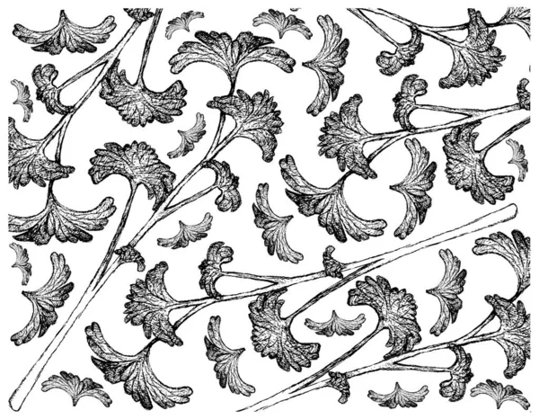 Plantas Herbales Ilustración Dibujada Mano Antecedentes Racimo Planta Perejil Fresco — Archivo Imágenes Vectoriales