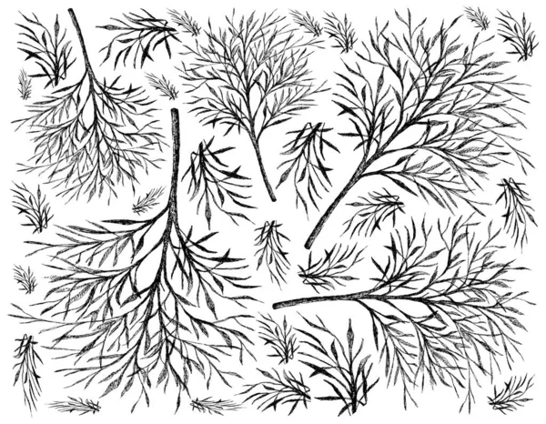 Plantas Herbales Fondo Ilustración Dibujado Mano Eneldo Fresco Planta Anethum — Vector de stock