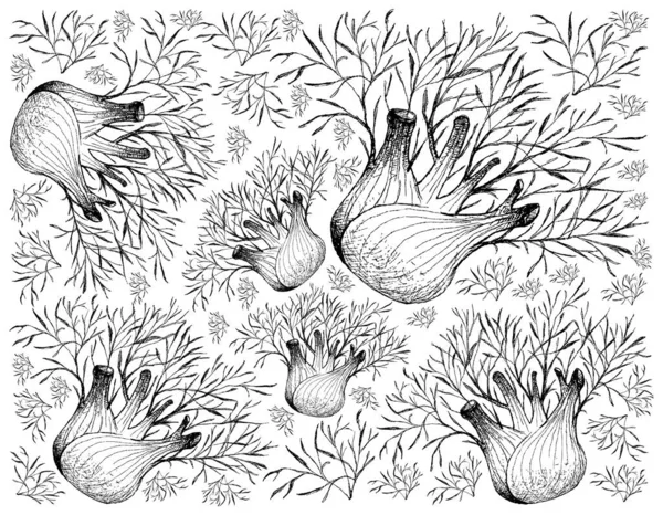 Herbal Plants Illustration Hand Drawn Sketch Background Fresh Fennel Foeniculum — Stock Vector