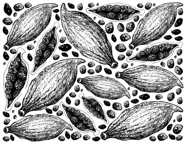 Kruidenplanten Met Hand Getekend Illustratie Achtergrond Van Hele Helft Van — Stockvector