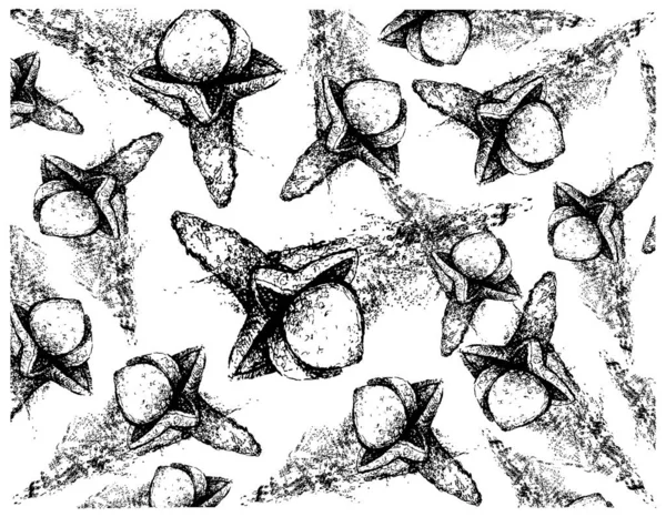 Kräuterpflanzen Handgezeichnete Illustrationen Hintergrund Von Getrockneten Nelken Oder Caryophyllus Aromaticus — Stockvektor