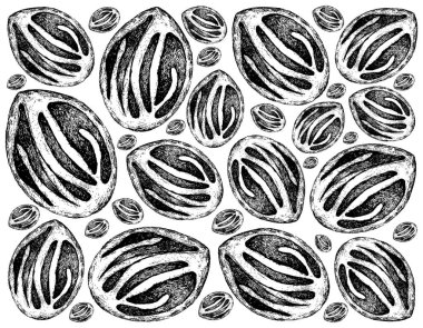Bitkisel Bitkiler, El Çizimi Fresh Nutmeg Arkaplanı veya Myristica Fragrans Meyveleri Yemek Pişirmede Kullanılıyor