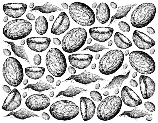 Plantas Hierbas Ilustración Dibujada Mano Antecedentes Nuez Moscada Fresca Frutas —  Fotos de Stock