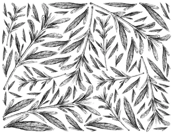 Plantas Hierbas Ilustración Dibujada Mano Antecedentes Plantas Ajedrea Satureja Hortensis — Foto de Stock