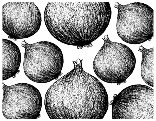 Piante Erboristiche Illustrazione Schizzo Disegnato Mano Cipolla Intera Fresca Utilizzata — Vettoriale Stock