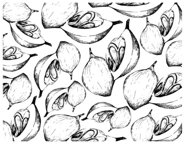 Plantas Ervas Ilustração Desenhada Mão Fundo Noz Moscada Fresca Fragrâncias —  Vetores de Stock