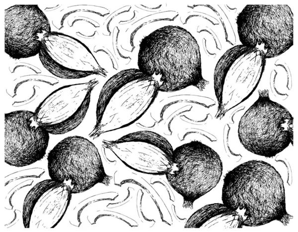 Травяные Растения Иллюстрация Ручной Рисунок Эскиз Фона Свежие Шалоты Испанские — стоковый вектор