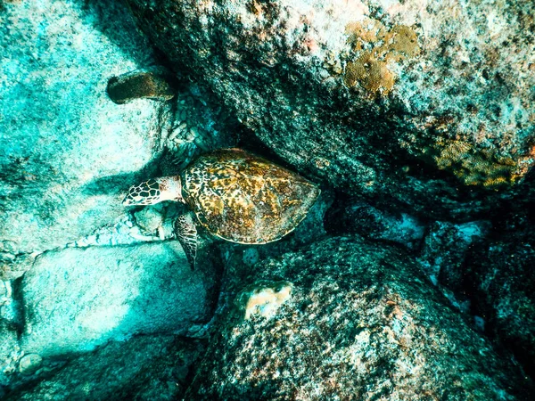 Seychelles Pierre Lslet Tartaruga Marina — Foto Stock