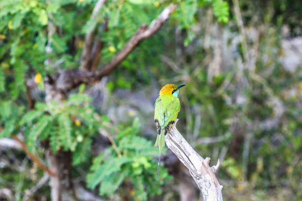 Sri Lanka Yala Milli Parkı Arı Kuşu Rientalis — Stok fotoğraf