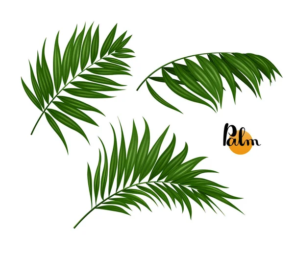 Tropical palm leaves — Stock Vector