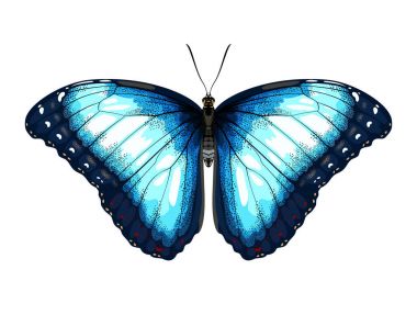 Mavi kelebek tasarım
