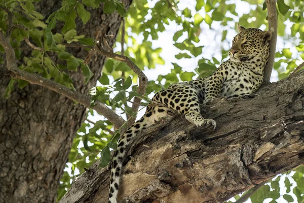 Leopardo africano — Fotografia de Stock