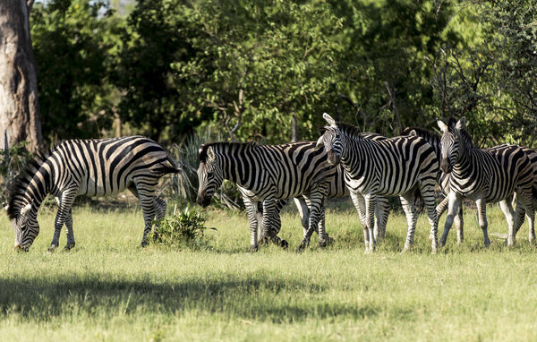 Group of zebras in African Savannah