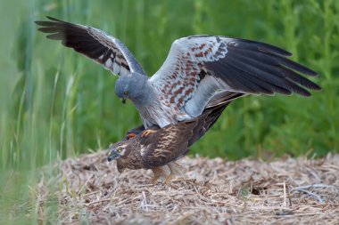 Montagu'nın harrier çiftleşme Zamanı 