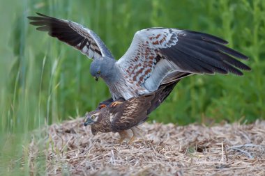 Montagu's harrier mating time  clipart