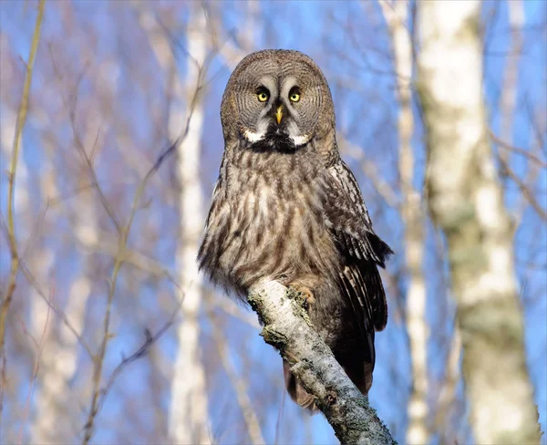 Great Grey Owl Posing Birch Trunk — Stock Photo, Image