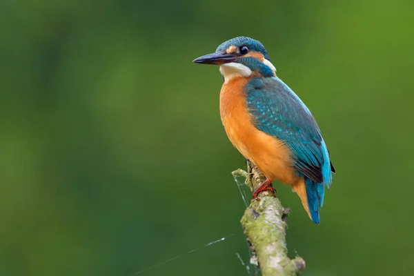 Avcılık için ortak kingfisher tünemiş 