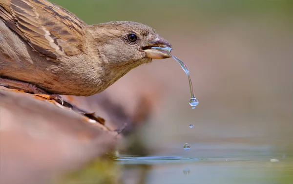 Kvinnliga Gråsparven Dricksvatten — Stockfoto