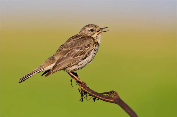 Meadow Pipit Singing Field Green Background — Stock Photo, Image