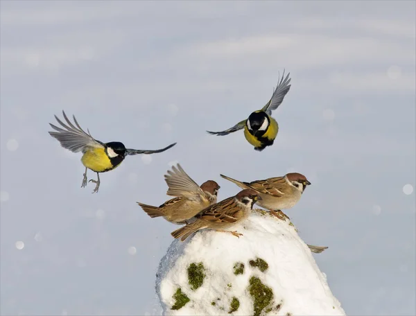 Büyük Memeli Ağaç Serçeler Saldıran — Stok fotoğraf