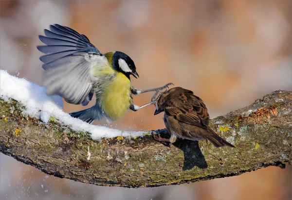 Great Tit Attaque Moineau Domestique — Photo