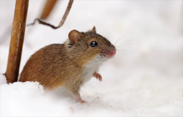 Gestreifte Feldmaus Der Nähe Ihres Schneelochs — Stockfoto