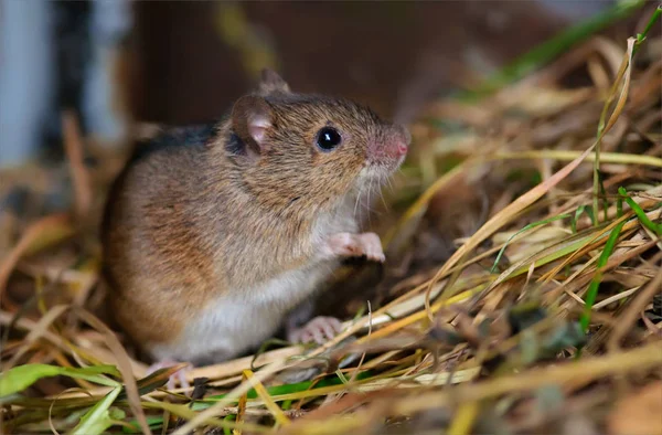 Ratón Campo Rayado Posando Heno —  Fotos de Stock