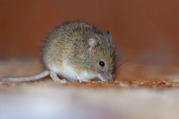 Mouse Madeira Invasão Casa — Fotografia de Stock