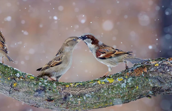 Passeri Casa Che Ballano Bufera Neve — Foto Stock