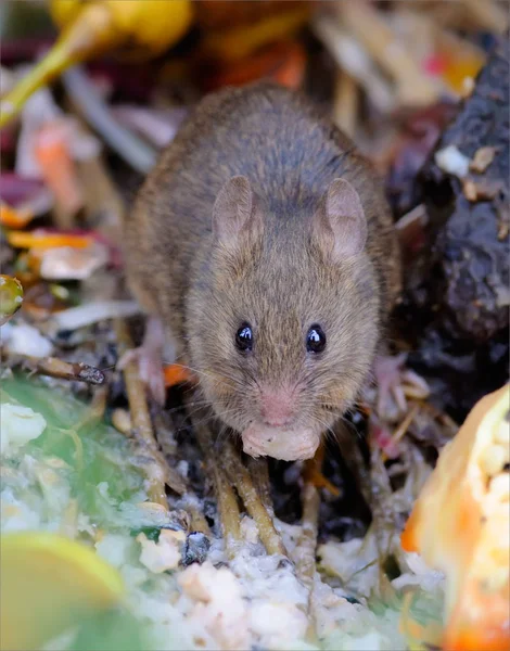 House mouse feeding at the rubbish with food in mouth