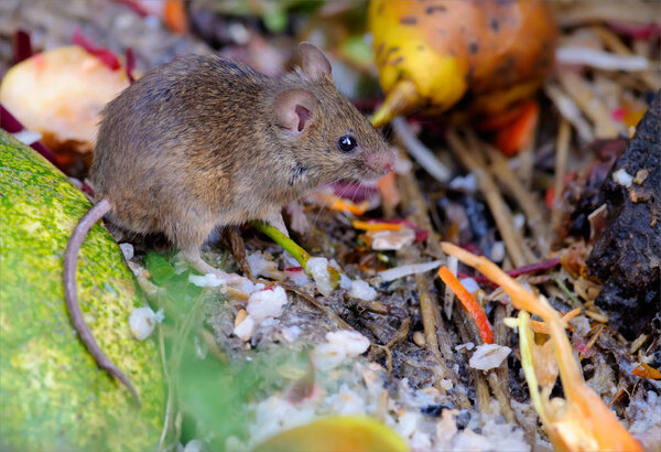 Домашняя мышь кормится на помойном боку

