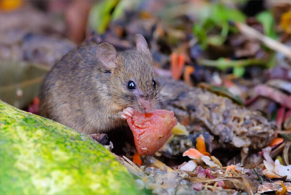 Домашняя мышь кормит мусор
 