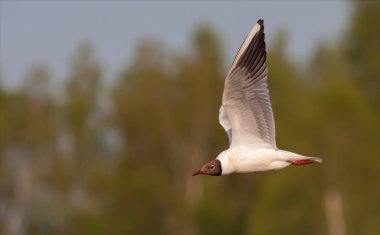 Black-headed gull flying over the river  clipart