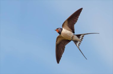 Barn Swallow in flight in blue sky with stretched wings clipart