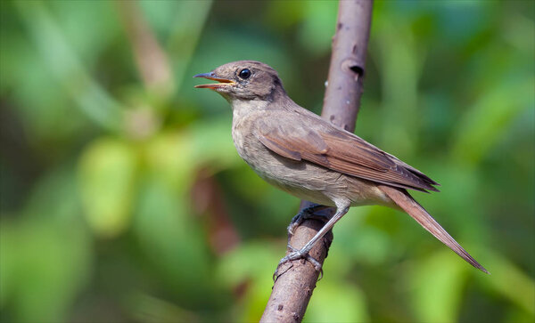 Thrush nightingale in a hot weather 