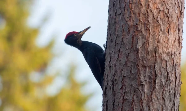 Male Black Woodpecker Sitting Pine Tree Trunk — Stock Photo, Image