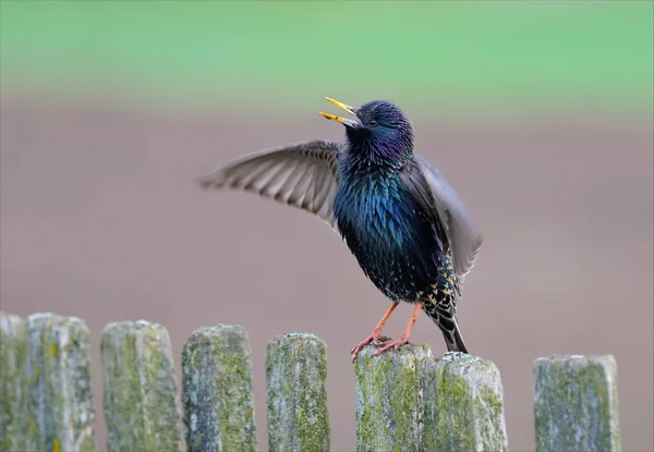 Gemensamma Starling Sjunga Ett Staket — Stockfoto