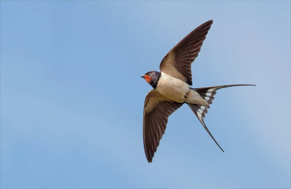 Barn Swallow Flight Blue Sky Stretched Wings — Stock Photo, Image