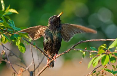Ortak starling şarkı yayılmış kanatlı 