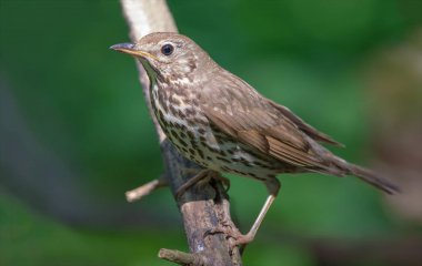 Şarkı ardıç ormanı yakın çekim tünemiş 