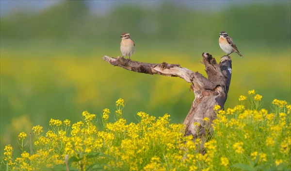 Braunkehlchen Paar Blumen — Stockfoto