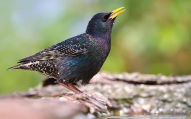 Ortak starling içme suyu ile enjoy