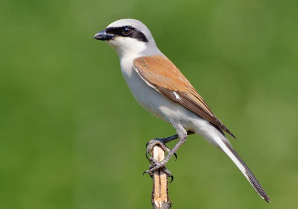 Red Backed Shrike Posa Cima — Foto Stock