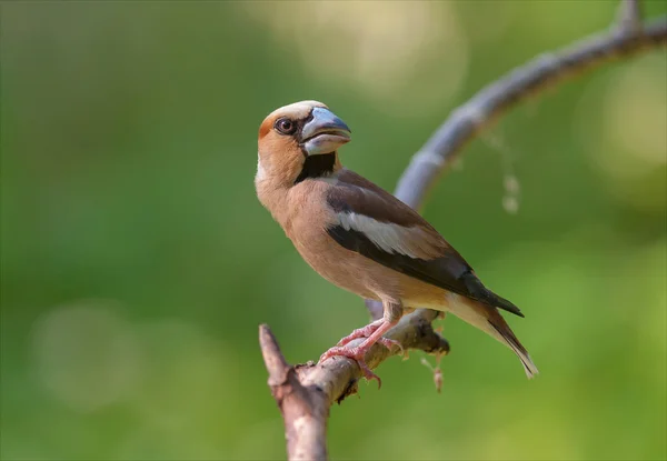 Hawfinch Posando Perto Uma Lagoa Luz Sol — Fotografia de Stock