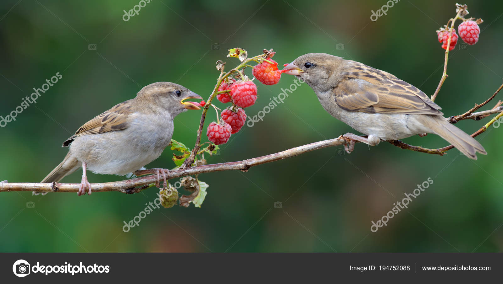 Bird Eating Fruit