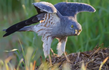 Kendini egzersiz Montagu'nın harrier 