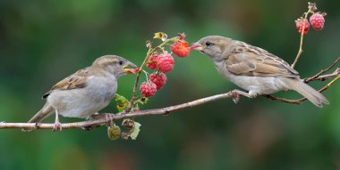 House Sparrows feeding on a raspberry cane  clipart