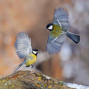 Great tit flight and fight display  clipart