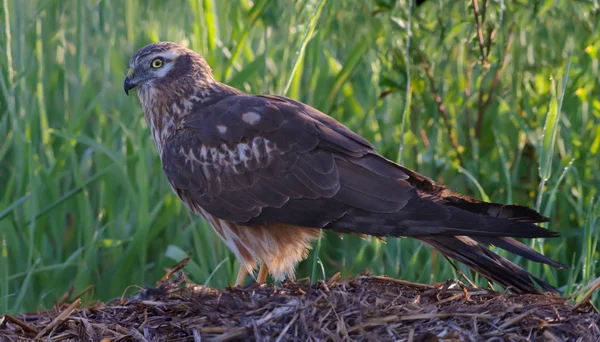 Montagu Harrier Ženské Boční Pohled — Stock fotografie